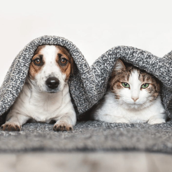 Gentle Nano Liquid used by a dog and cat together under a cozy blanket, showcasing pet comfort and care.